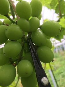 s-ハート型　変形